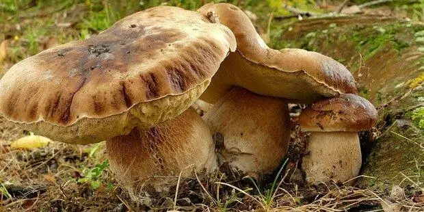 Raccolta funghi