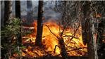 Revoca dello stato di massima pericolosità incendi boschivi